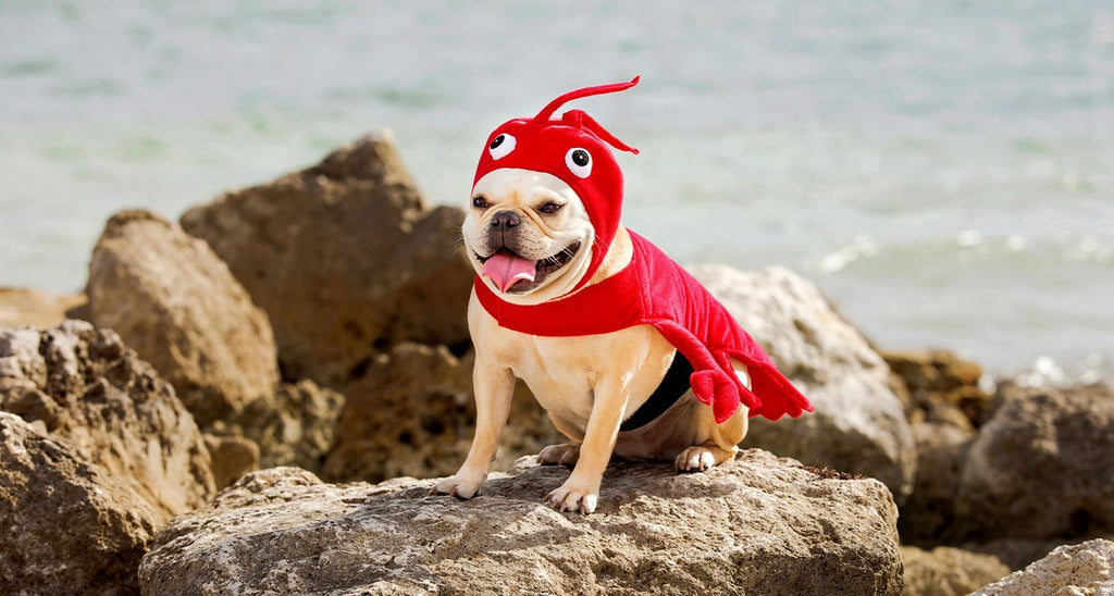 Woman Dresses Her Dog As A Mop, And It's Probably The Best Pet Costume  We've Ever Seen