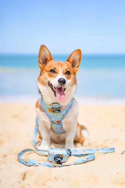 Adjustable Harness - Surfing Doggos! - Witty Tail